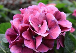 Hydrangea macrophylla