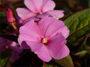 Impatiens