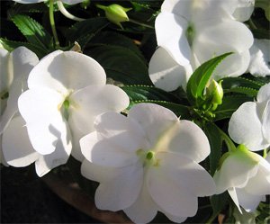 Impatiens