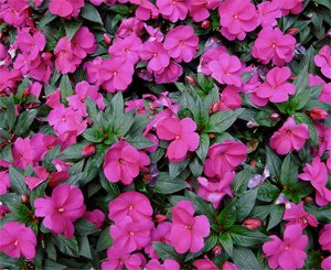 Impatiens