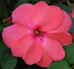Impatiens