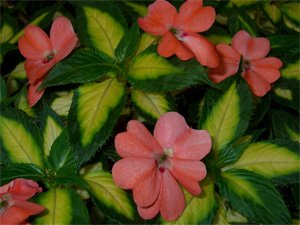 Impatiens hawkeri Бальзамин Хокера