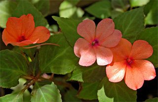 Impatiens sultani