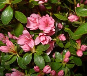 Rhododendron obtusum Азалия японская