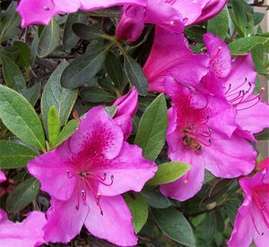 Rhododendron simsii Азалия индийская