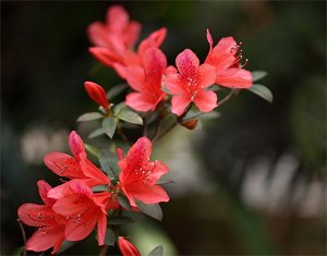 Rhododendron simsii Азалия индийская