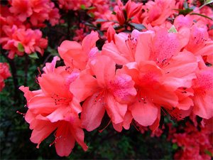 Rhododendron