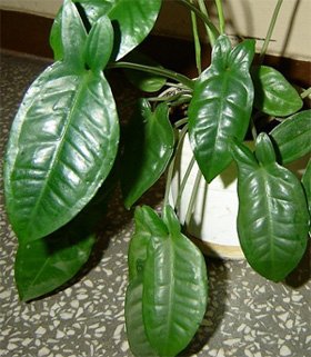 Syngonium auritum Сингониум ушковатый