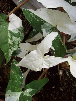 Syngonium podophyllum Сингониум
