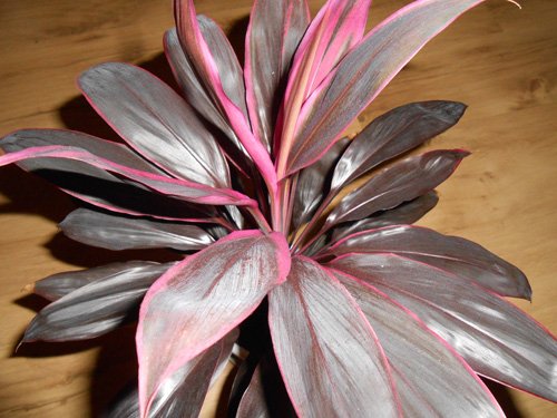 Cordyline rubra Кордилина красная