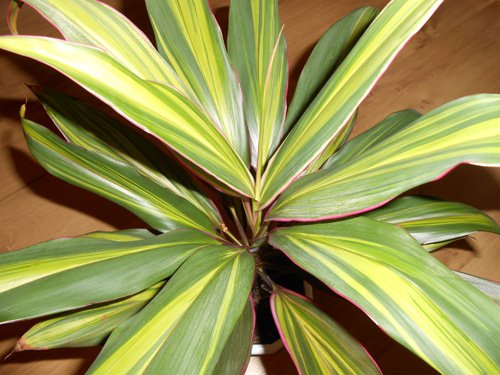 Cordyline terminalis Кордилина верхушечная