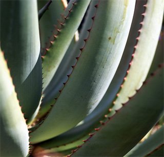 Aloe