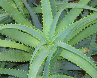 Aloe arborescens