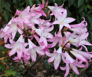 Amaryllis belladonna
