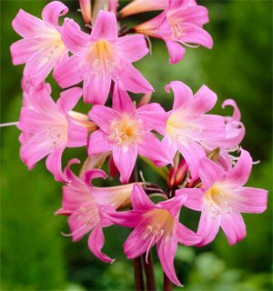 Amaryllis