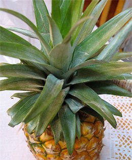 Ananas