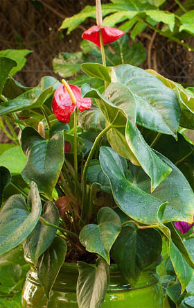 Anthurium andreanum
