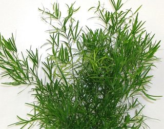 Asparagus falcatus