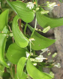 Asparagus asparagoides