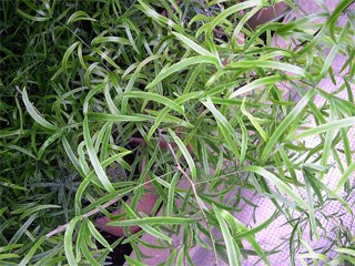 Asparagus falcatus