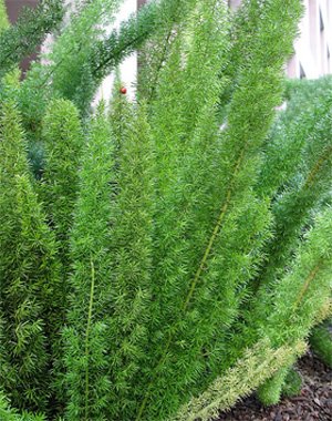 Asparagus meyeri