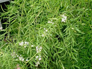 Asparagus sprengeri