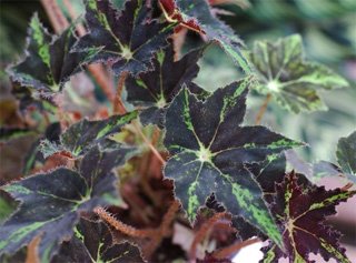 Begonia Maphil