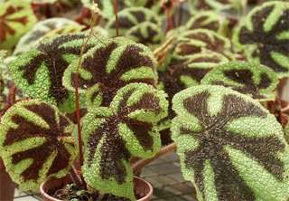 Begonia masoniana