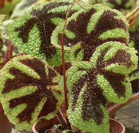 Begonia masoniana