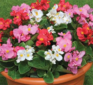 Begonia semperflorens