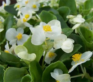 Begonia