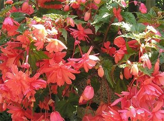 Begonia tuberhybrida