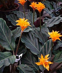 Calathea crocata