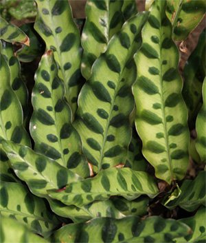 Calathea insignis