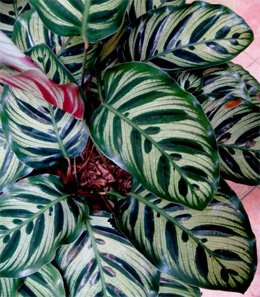 Calathea makoyana