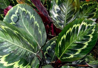 Calathea picta