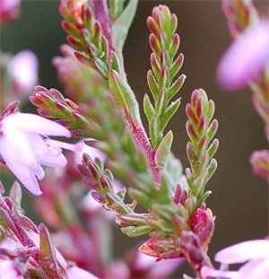 Calluna vulgaris