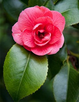 Camellia