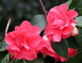 Camellia japonica