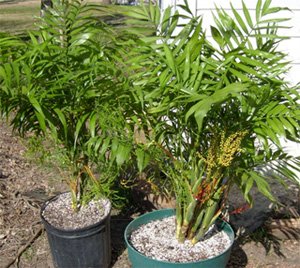Chamaedorea elegans