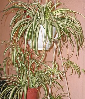 Chlorophytum