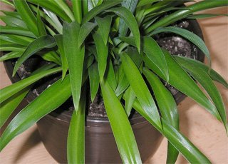 Chlorophytum capense