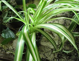 Chlorophytum comosum