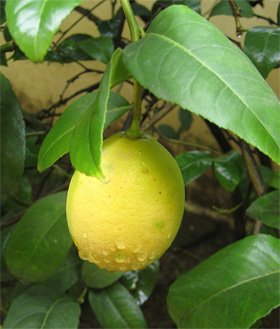 Citrus limon