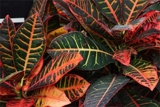 Codiaeum variegatum