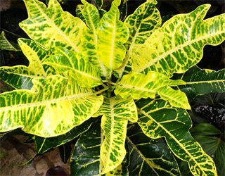 Codiaeum variegatum