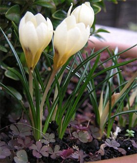Crocus