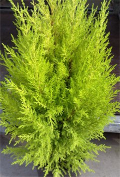 Cupressus