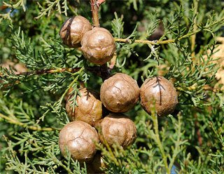Cupressus