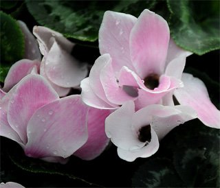 Cyclamen